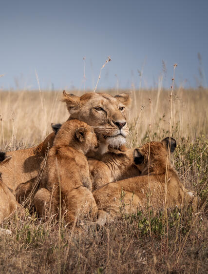 Safari genom barnens ögon – en familjeresa i Tanzania