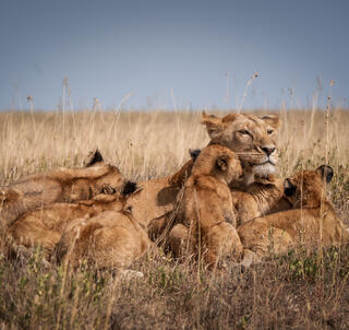 Äventyr i Tanzania & Zanzibar