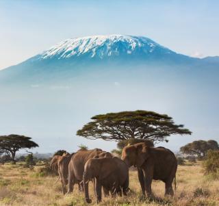 Amboseli, Tsavo, Salt Lick & Diani Beach