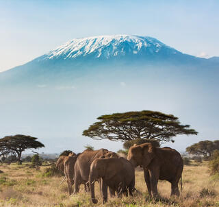 Julen 2025 Amboseli & Zanzibar