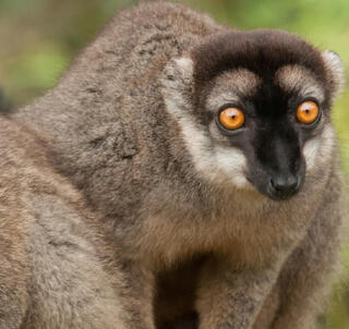 Äventyr i Madagaskar & Nosy Be