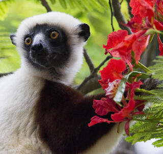 Det bästa av Madagaskar