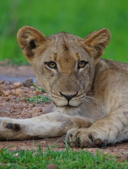 Olivias safariäventyr i Zambia