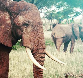 Kapstaden, Safari & Mauritius