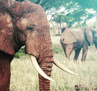 Kapstaden, Safari & Mauritius