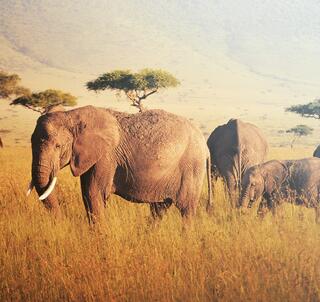 Masai Mara & Watamu
