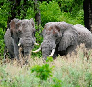 Safariäventyr Malawi & Zambia