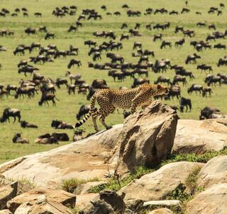 Bröllopsresa Ngorongorokratern, Serengeti & Zanzibar