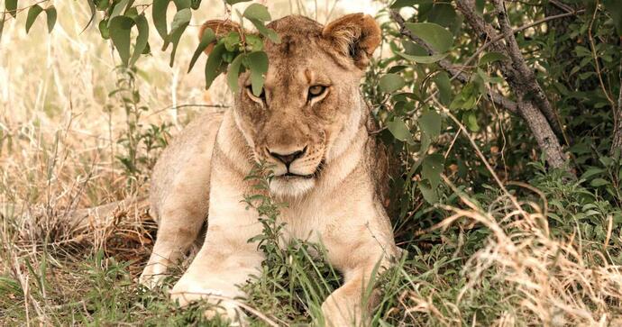 Etosha Safari Lodge