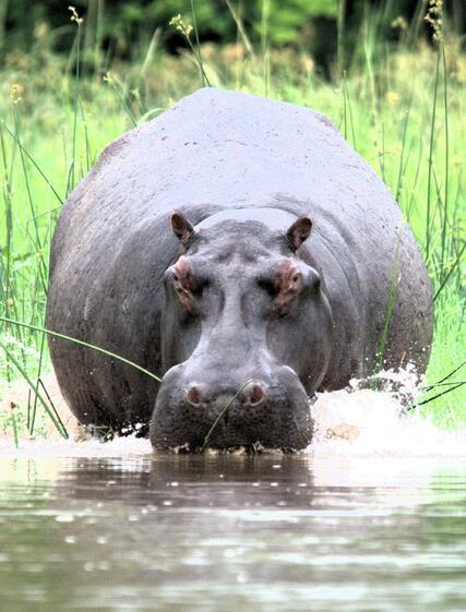 Så bidrar din safariresa till ett levande Afrika