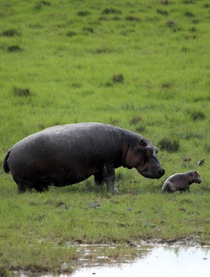 Nyerere och Ruaha: safari i södra Tanzania
