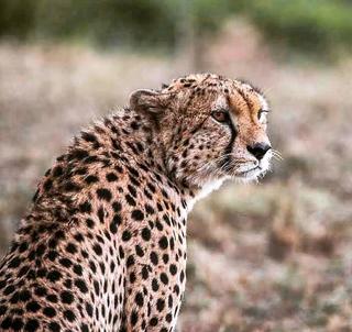 Gorilla Trekking, Masai Mara & Zanzibar