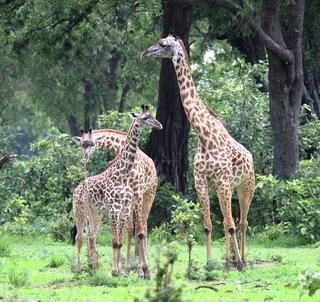 Familjesafari Kenya
