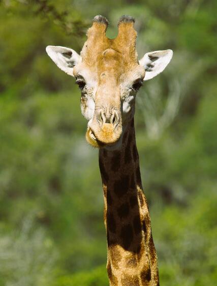 Vad kostar en safari i Afrika? Allt om priser i Kenya, Tanzania och Sydafrika