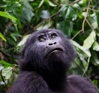 Gorilla Trekking Uganda