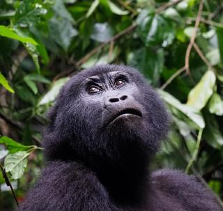 Gorilla Trekking Uganda