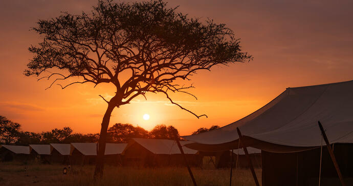 Dukat bord Intimate Zebra