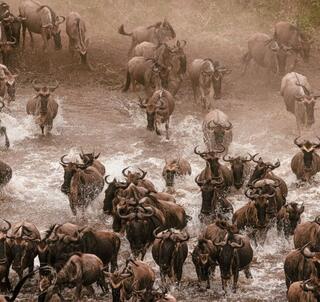 Safari Masai Mara och Zanzibar