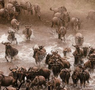 Sommar 2026: Masai Mara & Zanzibar