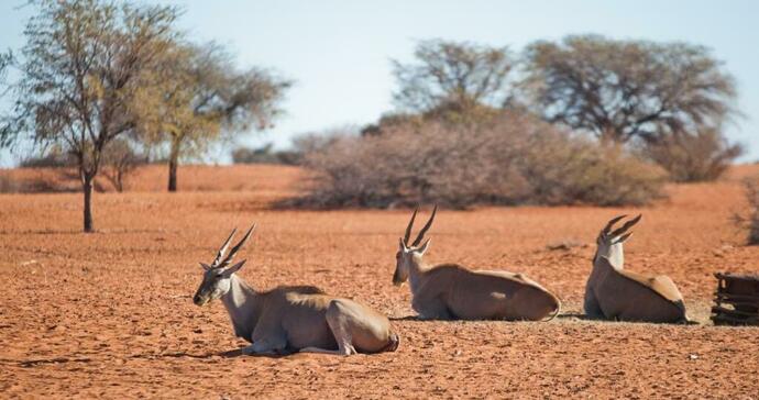  Kalahari Anib Campsite