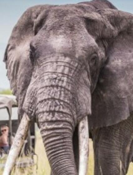 Safariguide: hitta din drömdestination i Afrika