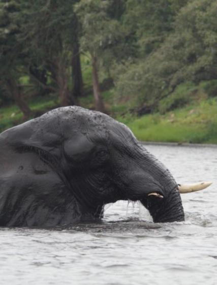 Olivias safariresa till Botswana