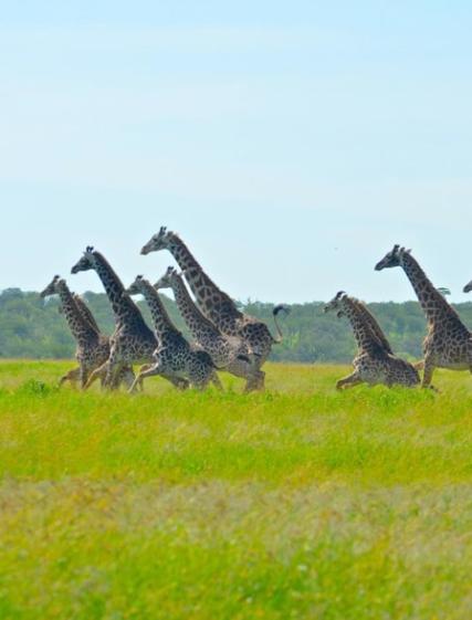 Andreas: Safari Nyerere & Zanzibar