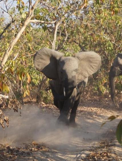 Markus safariresa till Nyerere nationalpark