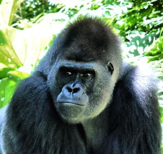 Gorilla Trekking, Masai Mara & Zanzibar