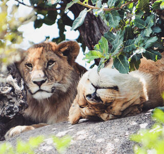 Julen 2025 Ngorongoro, Serengeti & Zanzibar