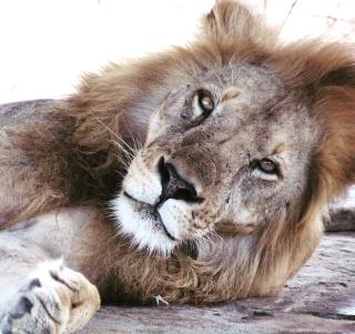 Ngorongoro, Serengeti & Zanzibar
