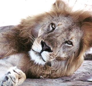 Ngorongoro, Serengeti & Zanzibar