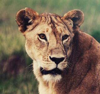 Naboisho Conservancy & Indiska Oceanen