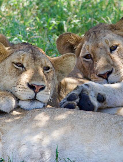 Bästa tiden för safari i Tanzania – månad för månad