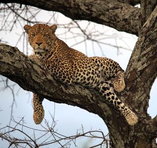 Safari Serengeti & Zanzibar