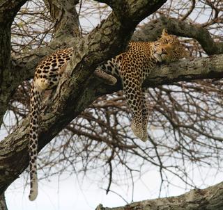 Julen 2025 Safari Serengeti & Zanzibar
