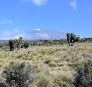 Marangurutten & Safari