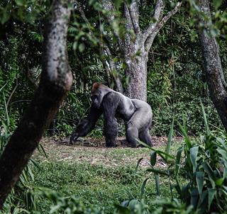 Gruppresa Uganda med Gorilla Trekking