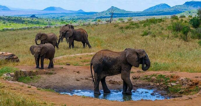 Ngulia Safari Lodge