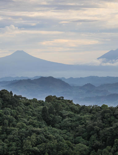 Gorilla Trekking Uganda