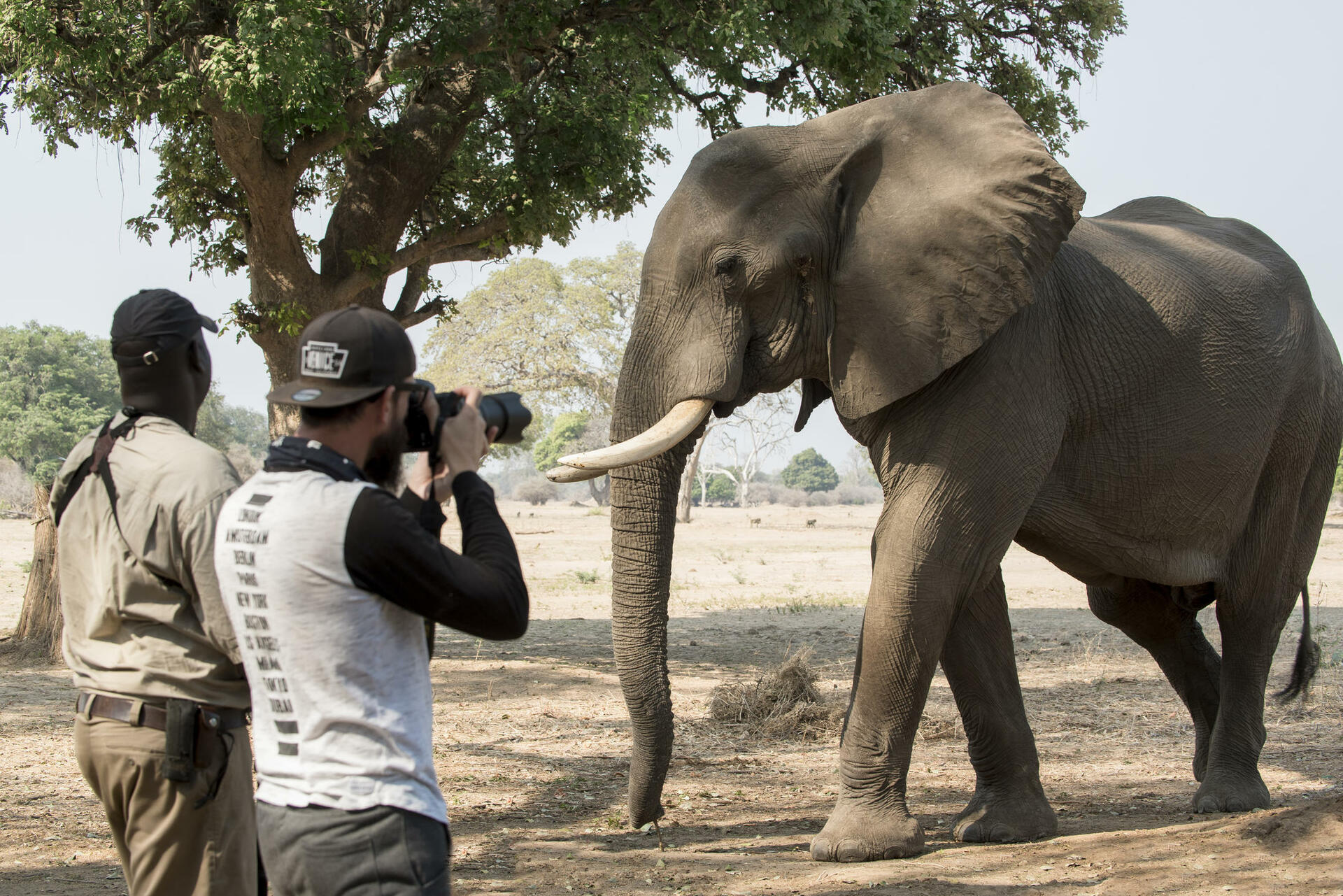 Möte med savannens gigant 