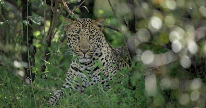 paradise-plains-maasai-mara
