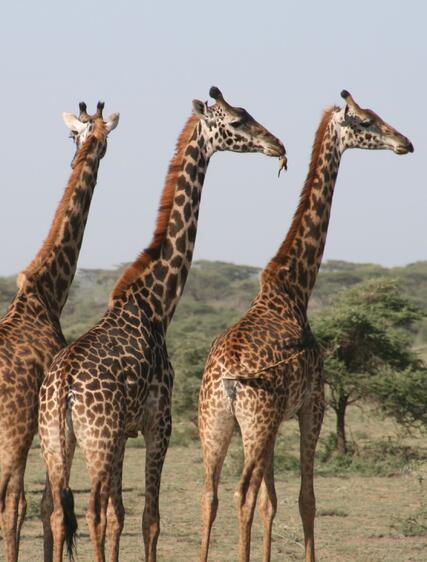 Safari i Tanzania – guide till parker, priser och stränder