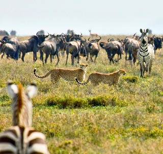 Julen 2025 Ngorongoro, Serengeti & Zanzibar