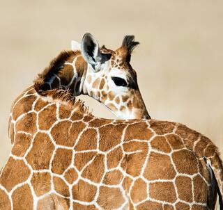 Samburu, Lake Naivasha & Masai Mara