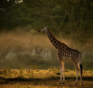 Ol Pejeta, Samburu & Indiska Oceanen
