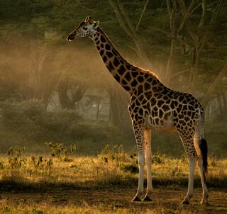 Den stora Kenyaresan