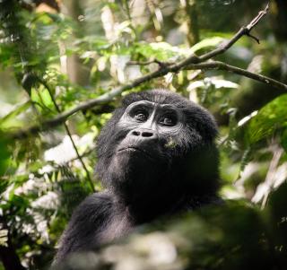 Gorilla Trekking & Masai Mara