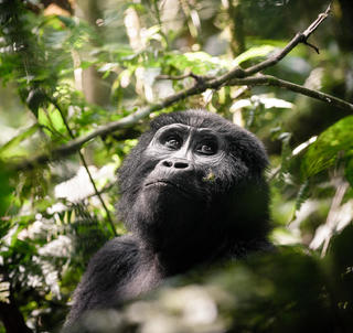 Gorilla Trekking & Masai Mara