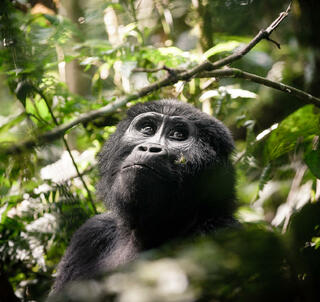 Gorilla Trekking, Masai Mara & Zanzibar